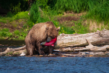 A bear on a lake in Kamchatka caught a sockeye salmon and holds it firmly in his teeth.