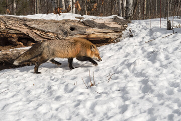 Amber Phase Red Fox (Vulpes vulpes) Stalks Right Past Log in Snow Winter