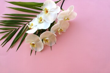 White orchid bouquet on pink background, Frame of fresh leaves and flowers 