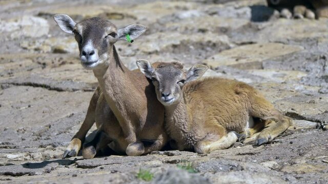 Mother and newborn mouflon lying on ground and eating in sunlight,close up