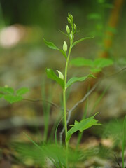 Weißes Waldvöglein, Cephalanthera damasonium, Bleiche Waldvöglein,