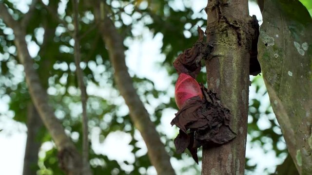 Close up of beautiful brownea grandiceps growing on tree in deep wilderness of Ecuador
