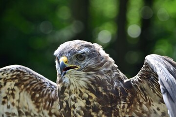  Mäusebussard (Buteo buteo)
