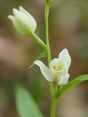 Fototapeta premium Weißes Waldvöglein, Cephalanthera damasonium, Bleiche Waldvöglein,