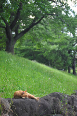 forest in the forest