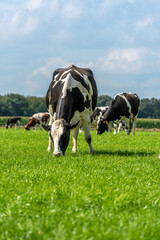 a black and white cow stands in the field and looks around