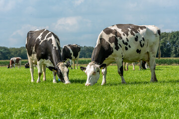 two black and white cow eats grass and stands in the field