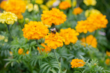 Bumblebee collects pollen. A bumblebee sits on a flower. Yellow marigolds in the garden. Bumblebee in the pollen sits on a flower. A bumblebee sits on marigolds.