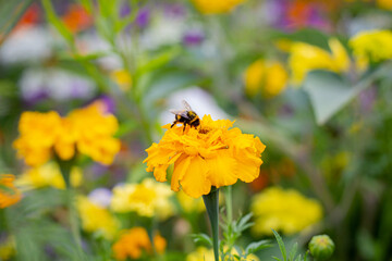 Bumblebee collects pollen. A bumblebee sits on a flower. Yellow marigolds in the garden. Bumblebee in the pollen sits on a flower. A bumblebee sits on marigolds.