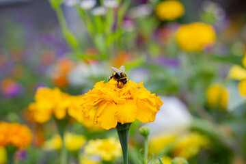 Bumblebee collects pollen. A bumblebee sits on a flower. Yellow marigolds in the garden. Bumblebee in the pollen sits on a flower. A bumblebee sits on marigolds.