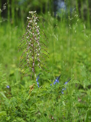 Bocks-Riemenzunge, Bocksorchis, Himantoglossum hircinum