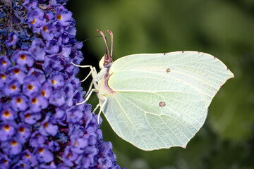 Butterfly sitting in a meadow on a flower.