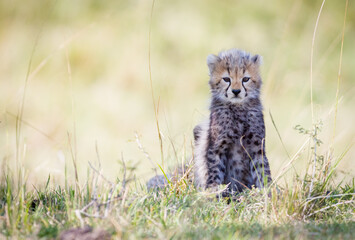 Cheetah with kittens in Masai Mara, Kenya