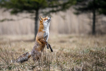A red fox hunts pheasants in a meadow.