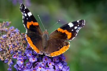 Naklejka na ściany i meble Butterfly sitting in a meadow on a flower.