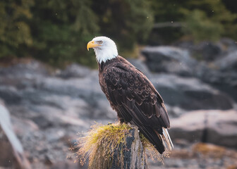 American bald eagle on pirtch.