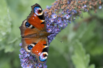 Butterfly sitting in a meadow on a flower.