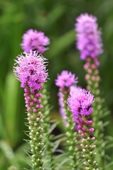 Clump of Liatris, Blazing Star in the garden.