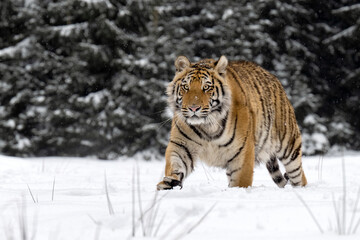A tiger in the forest enjoys the fresh snow.