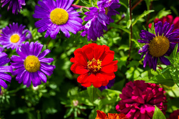 Among the marigolds in the garden majors close up. Among the different colors of macro red majors. flowers on a summer day in the garden.