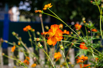 Bumblebee collects pollen. A bumblebee sits on a flower. Orange flower in the garden.
