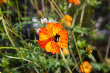 Bumblebee collects pollen. A bumblebee sits on a flower. Orange flower in the garden.