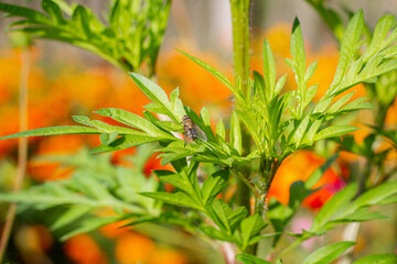 A fly sits on a green leaf of flowers. Fly on a green leaf. Among the flowers on a green leaf sits...