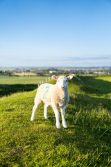 Obraz premium Little white sheep walking in the country side in the south of UK