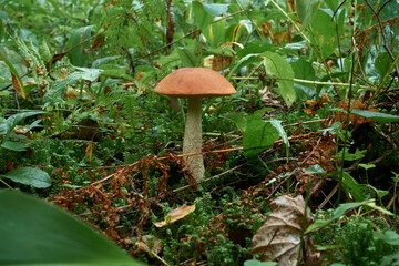 Leccinum aurantiacum mushroom amid fern and moss
