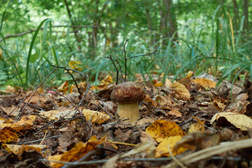 Leccinum edule mushroom amid yellow foliage and green grass