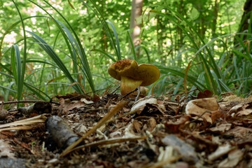 Boletus bovinus mushroom amid yellow foliage and green grass