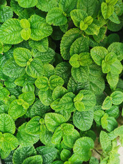 Green Mint Plant Grow Background. Green Leaves background