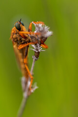 Predatory fly robber traps the victim on the stem of the plant