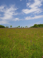 Landschaft im Naturschutzgebiet Mäusberg bei Karlstadt, Landkreis Main-Spessart, Unterfranken,...