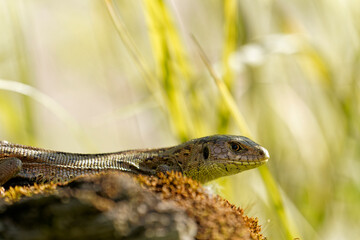 Zauneidechse, Lacerta agilis