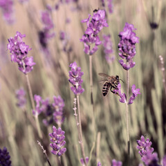 Obraz premium European honey bee on a lavender flower
