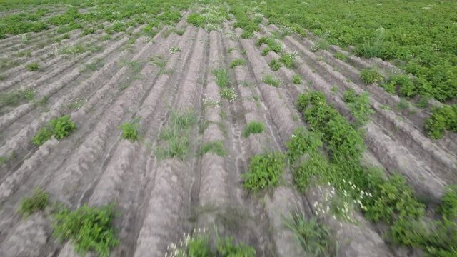 Potato plantation with poor germination. Rows with empty seats and passes instead of green tops. Concept of unprofitable agriculture and poor seed quality. Wide angle dolly shot
