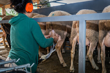 milking sheep on the farm