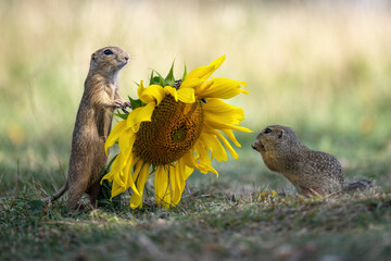 Naklejka na ściany i meble Groundhog in the meadow admires the yellow sunflower.