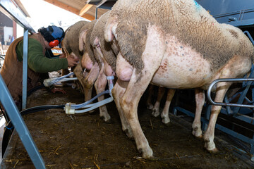 milking sheep on the farm