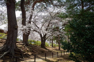 Fototapeta premium path in the park