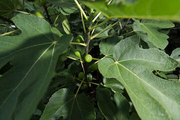 Fig shows through the foliage of a fig tree