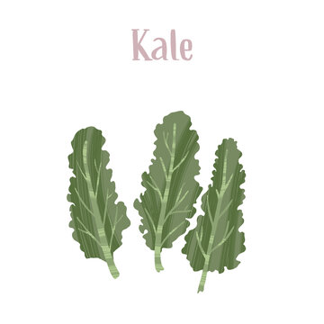 Fresh and delicious kale leaves. Healthy nutrition product.