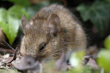 Waldmaus Apodemus sylvaticus