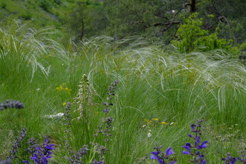 Echtes Federgras, Stipa pennata, Federgras