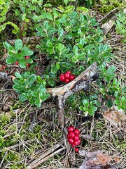 Cranberries in the nature