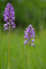 Helm-Knabenkraut, Helmknabenkraut, Orchis militaris