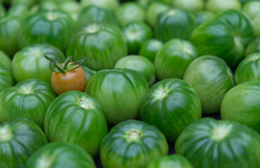 group of green tomatoes with orange one