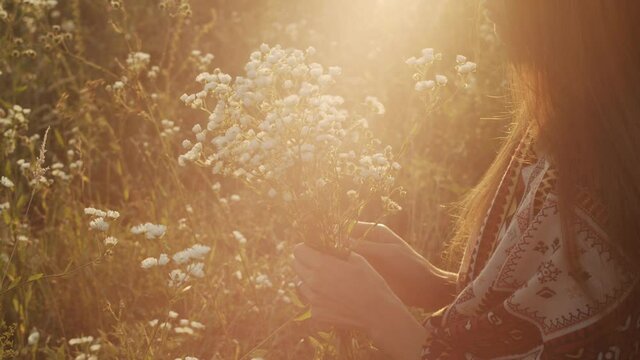 Young beautiful woman with loose hair and patterned shawl is picking chamomile flowers sitting in a field at sunset. Collecting flowers. Close-up view. 4K Slow motion. Summer. Kupala holidays.