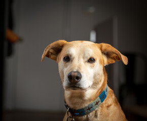 golden retriever portrait